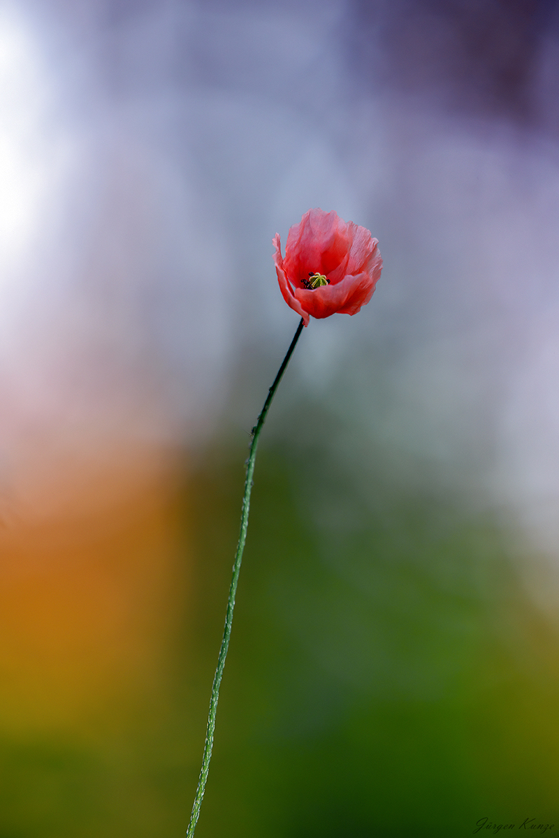 Eine einzelne Blüte