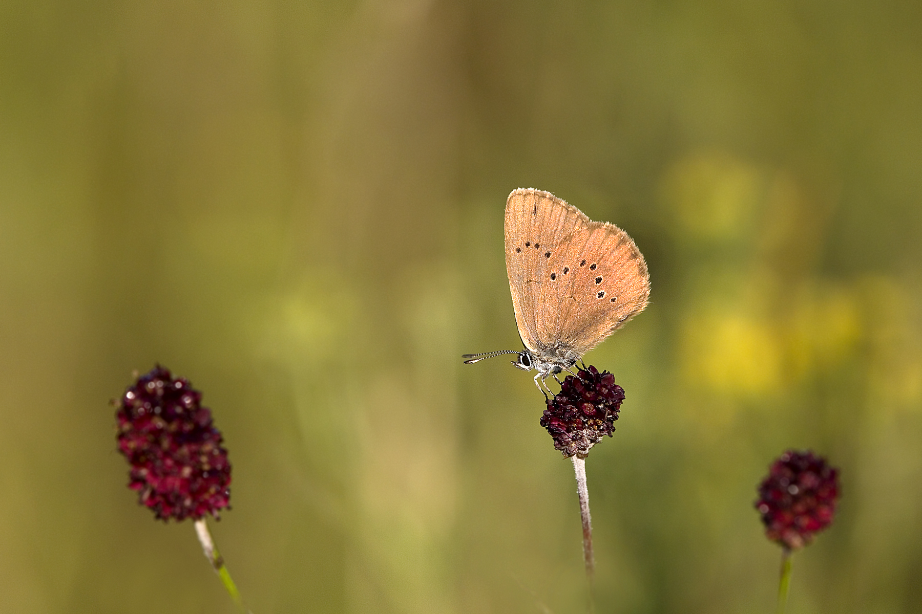 Dunkler Wiesenknopf Ameisenbläuling 2