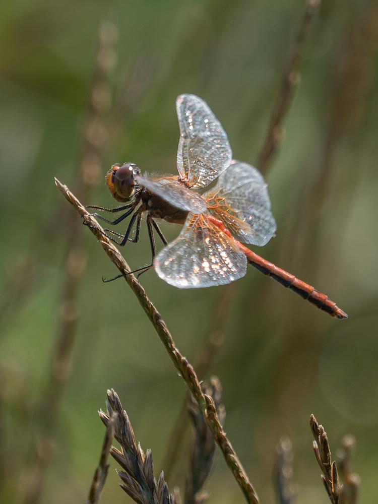 Sympetrum flaveolum in Bayern - endlich!