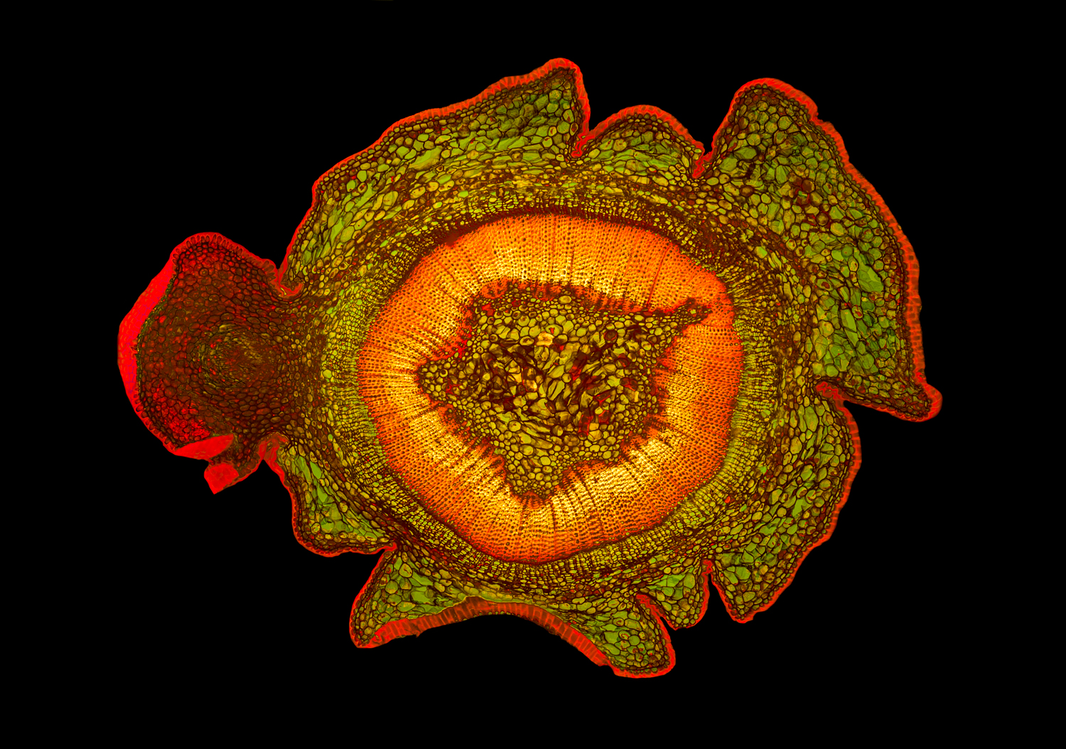 Eibe in Fluoreszenz