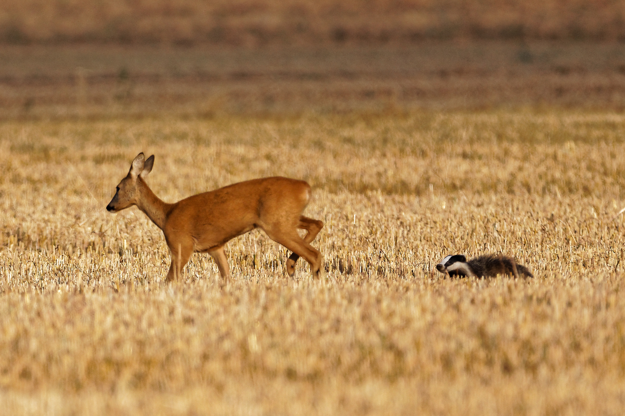 Neugierige Begegnung  _Dachs und Ricke