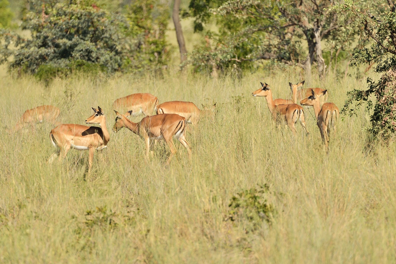 Impalas