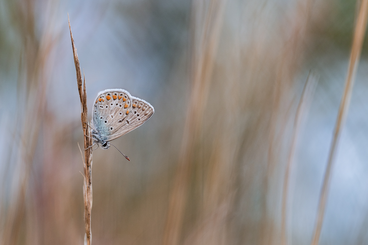 Zur blauen Stunde