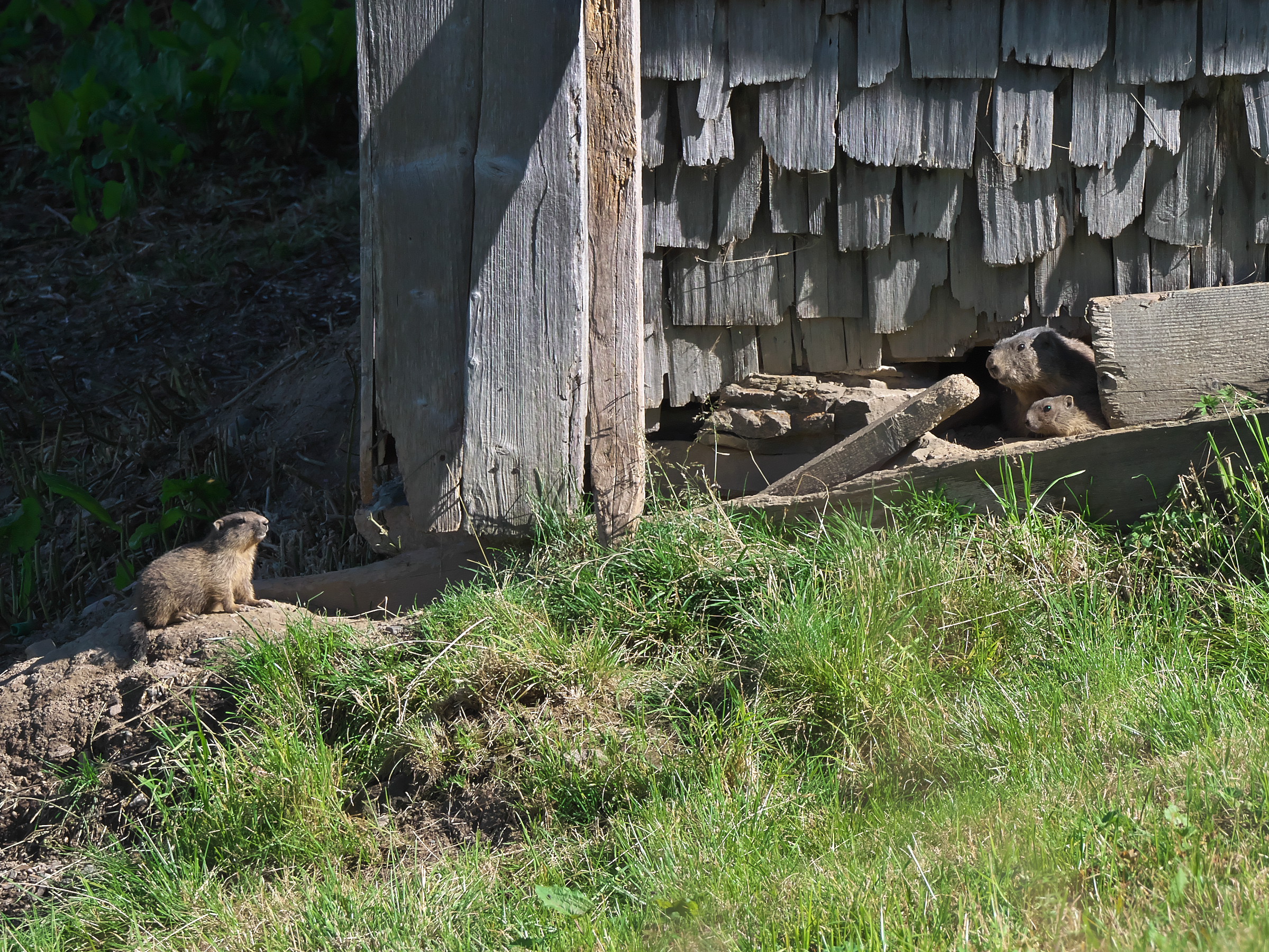 Untermieter mit Nachwuchs 1/2