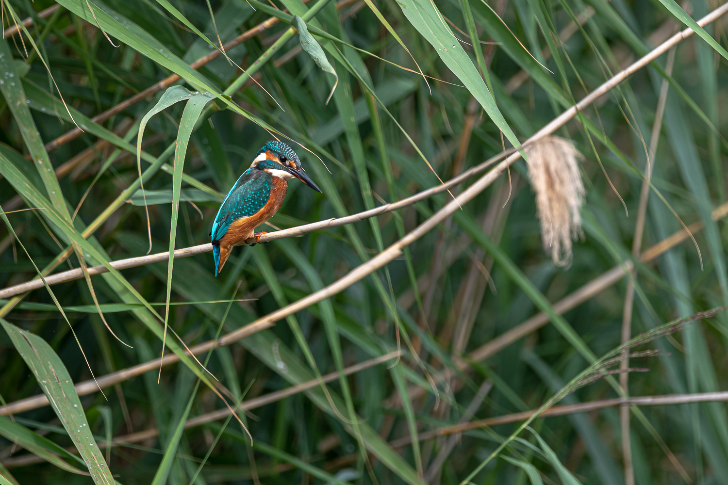 Eisvogel