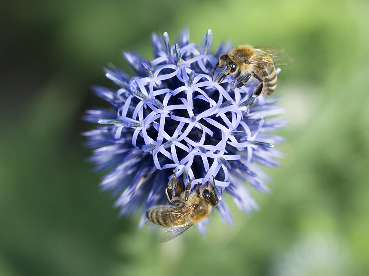 Planet der Bienen