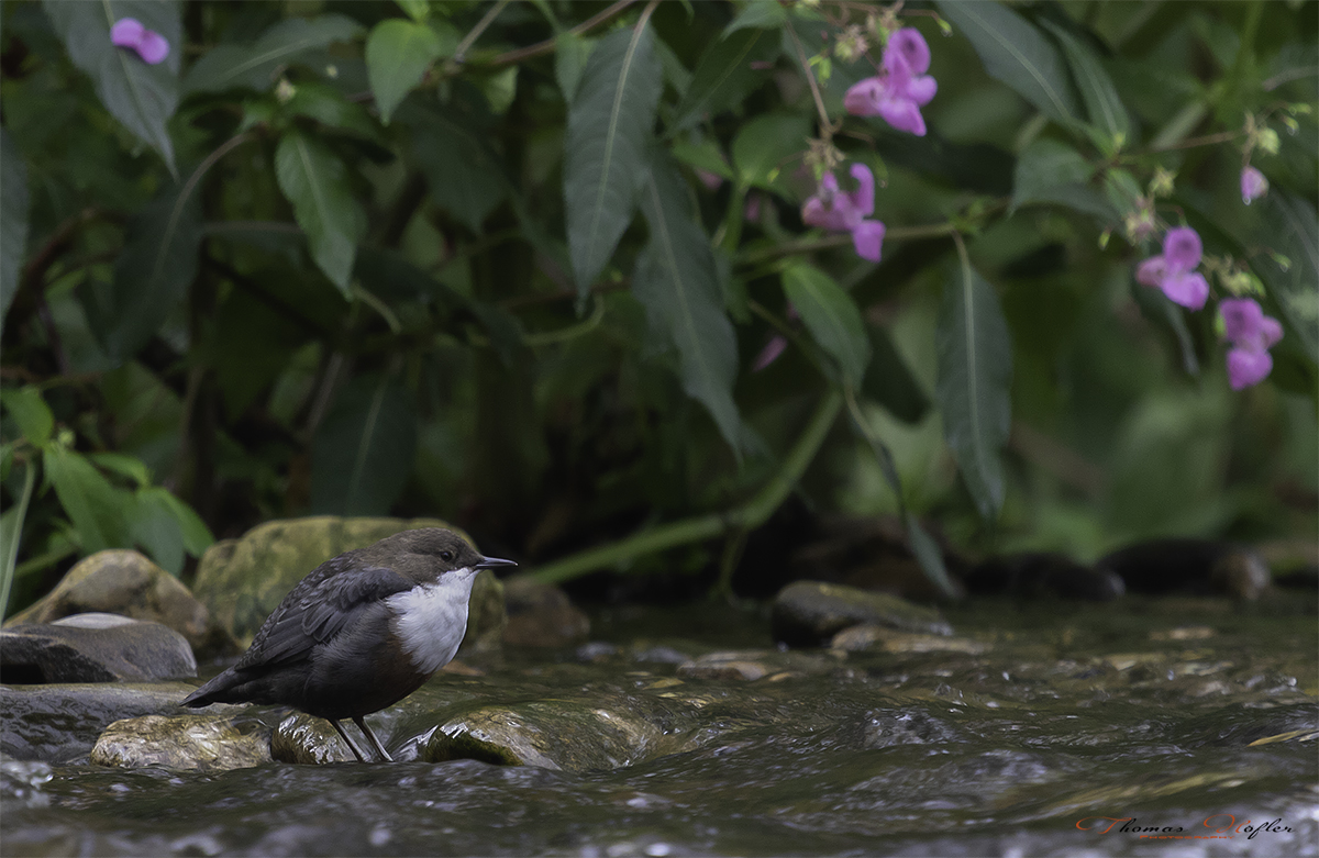 Wasseramsel