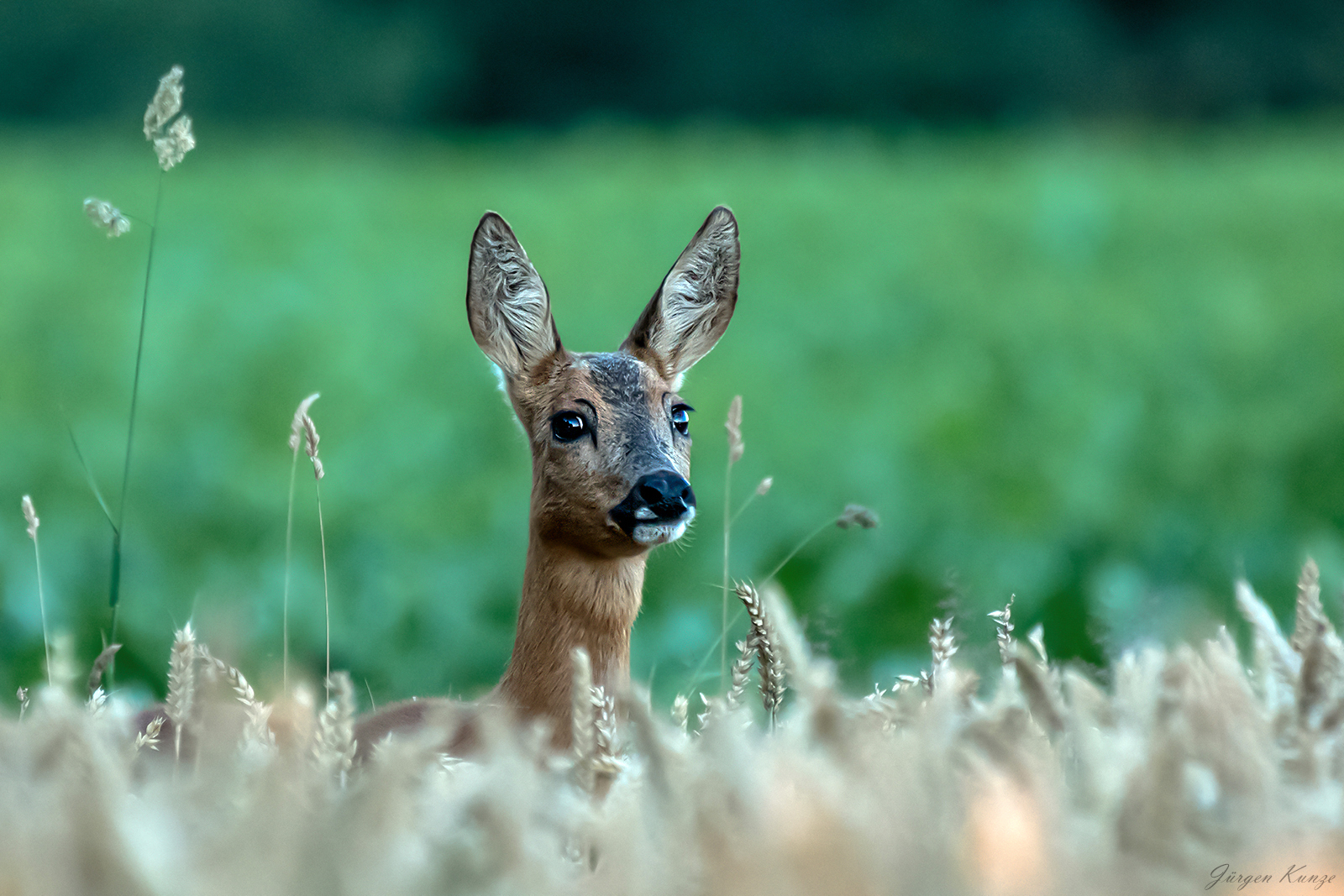 Ein trauriger Blick