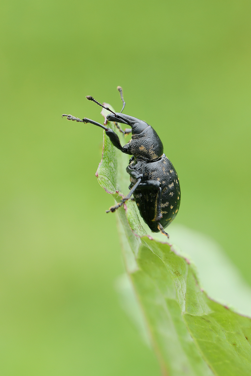 Pestwurzrüssler