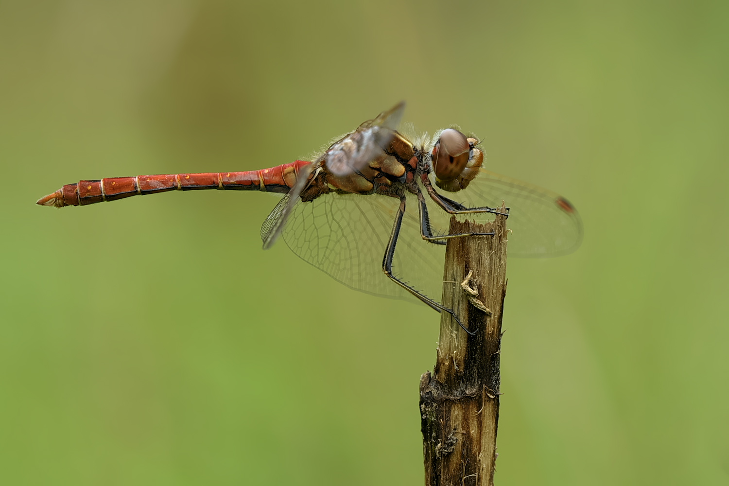 Gemeine Heidelibelle ♂