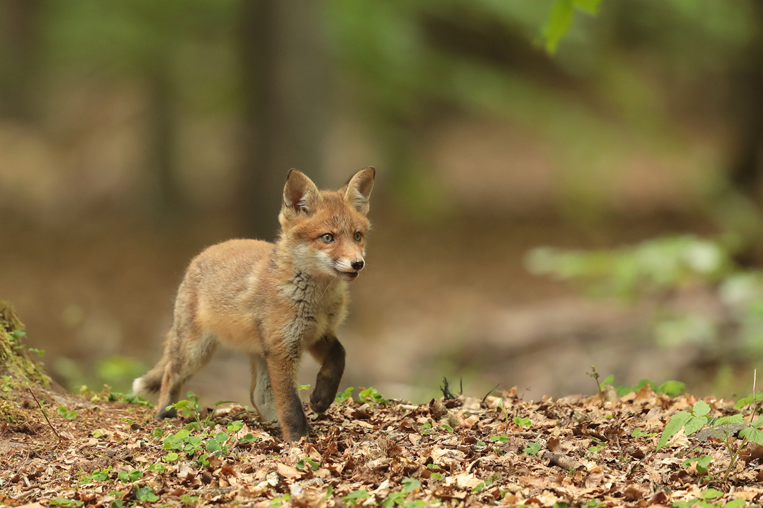 Auf leisen Pfoten durch den Wald.