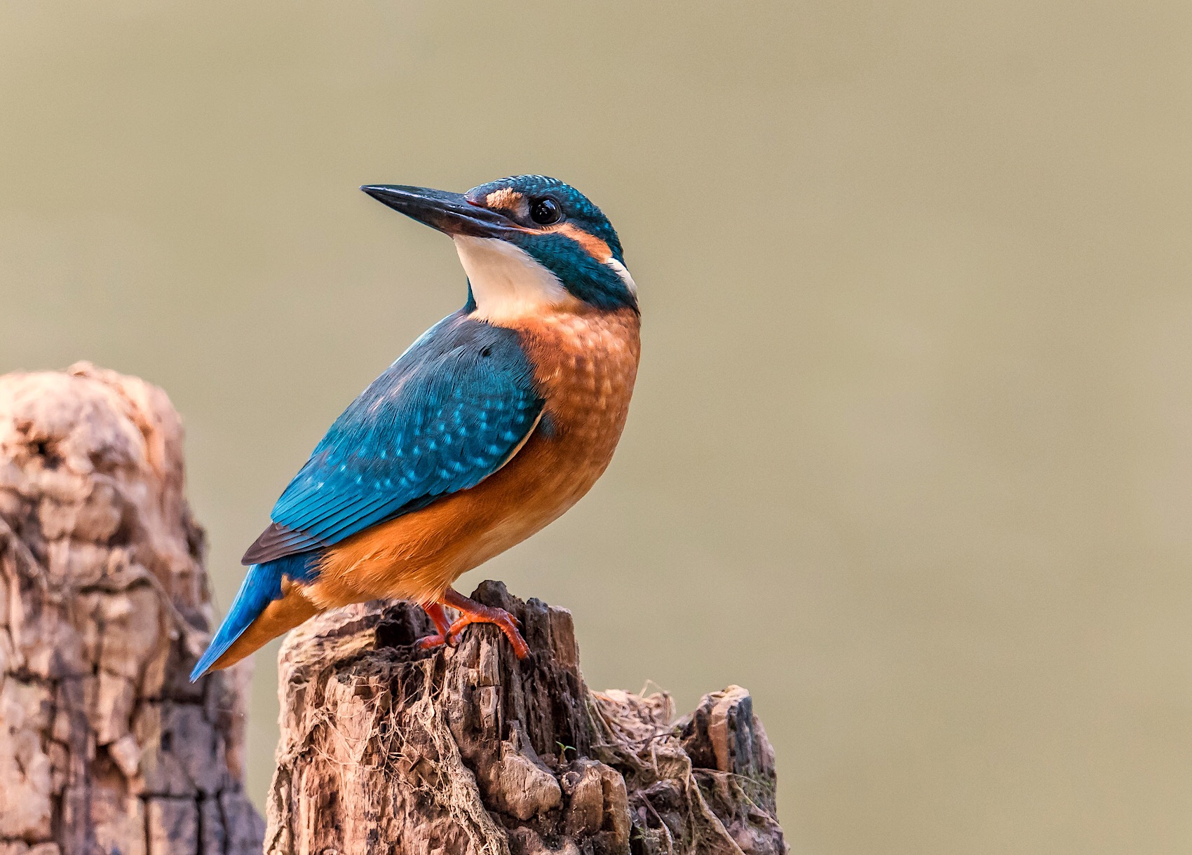 Eisvogel Männchen