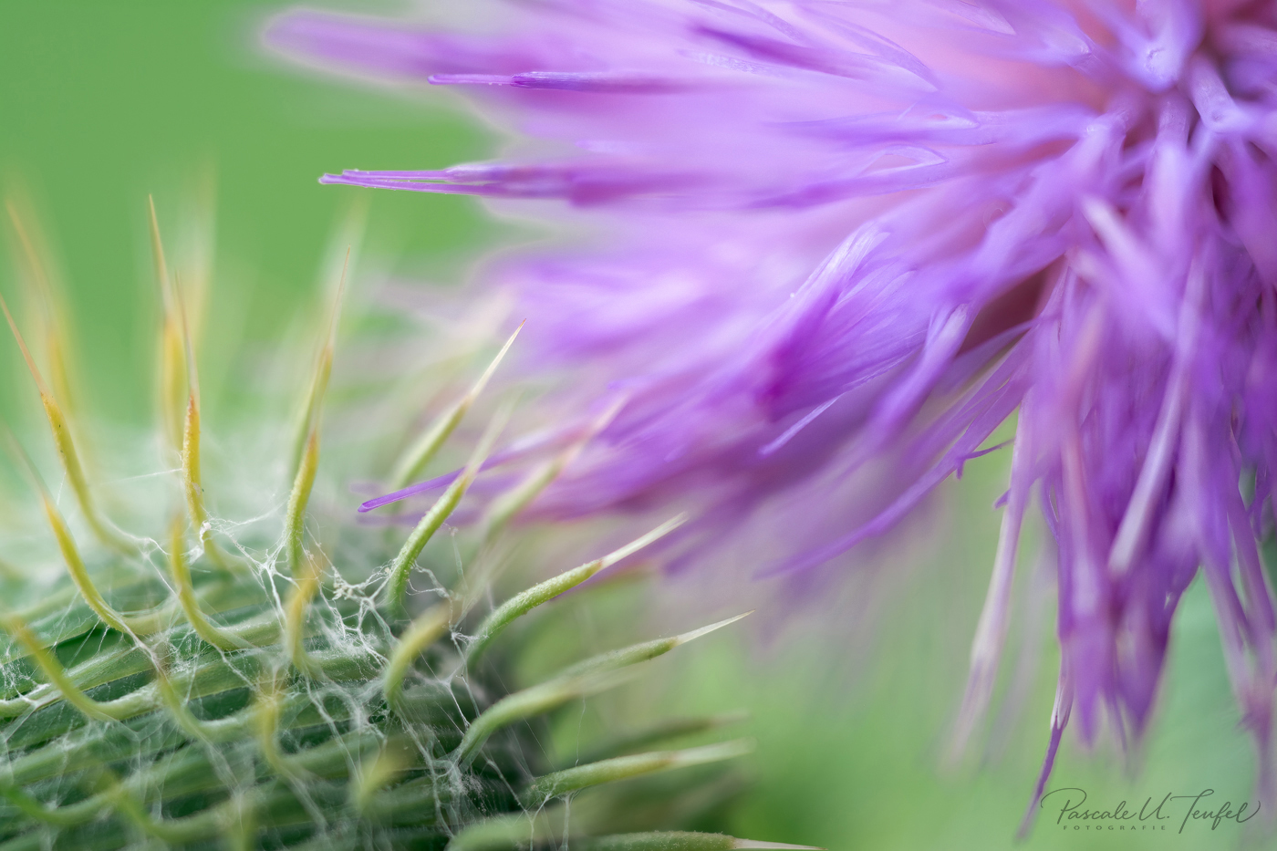 Blüten und Stacheln ...