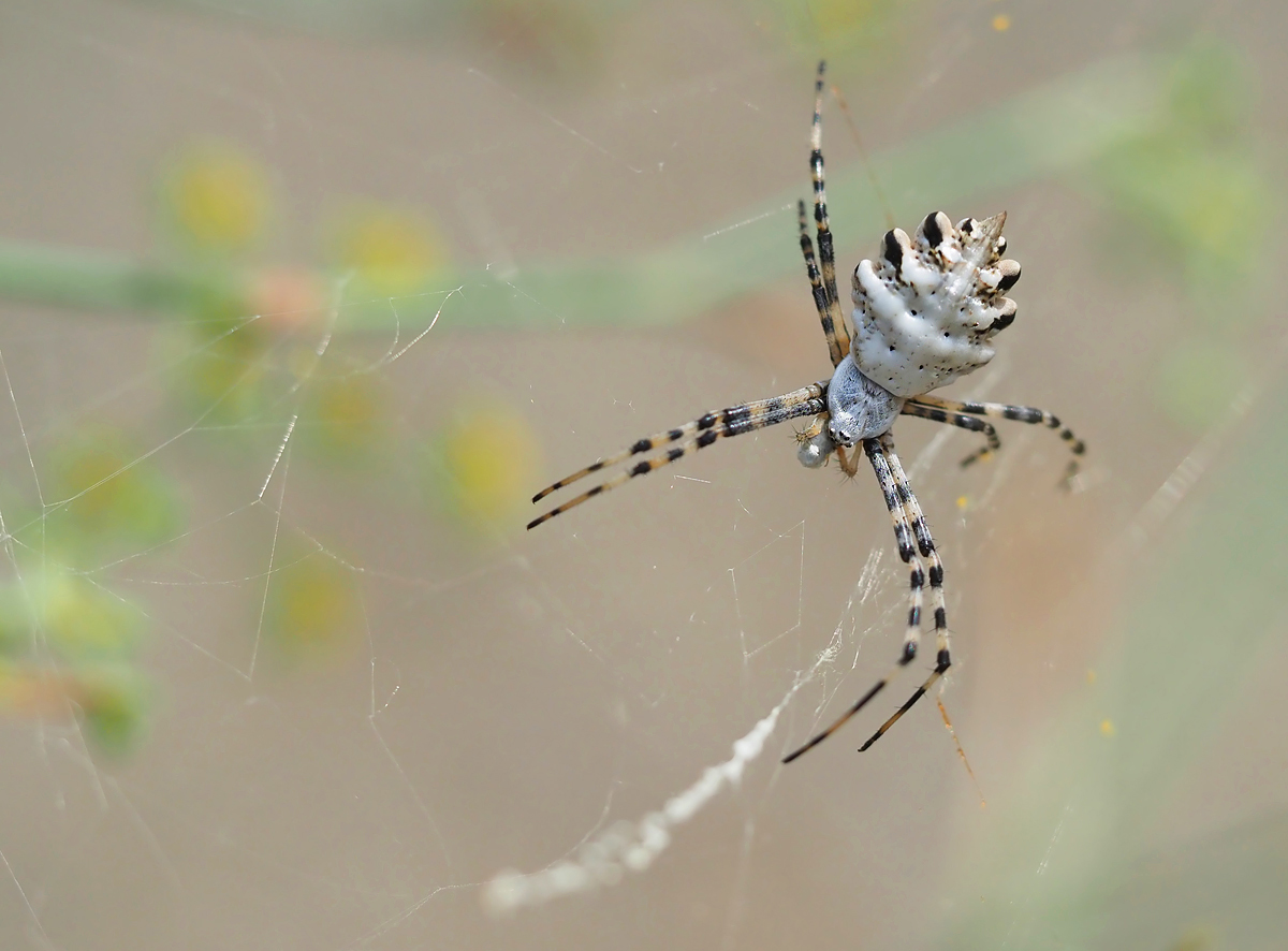 ARGIOPE LOBATA 