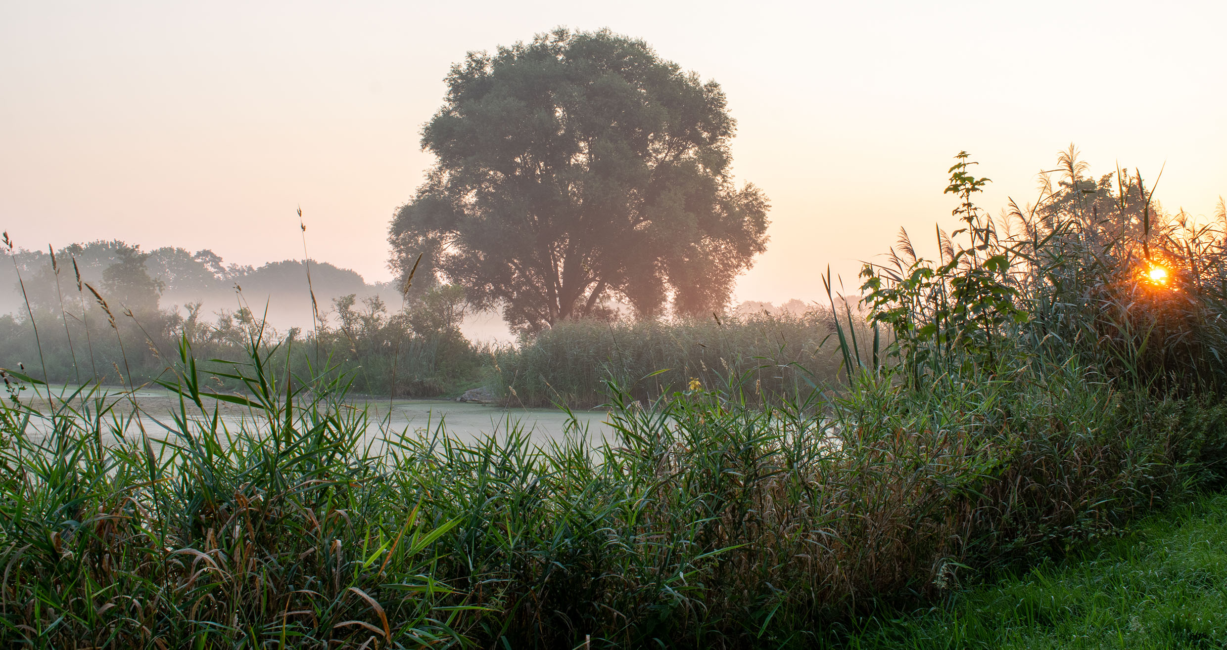 Sommermorgen
