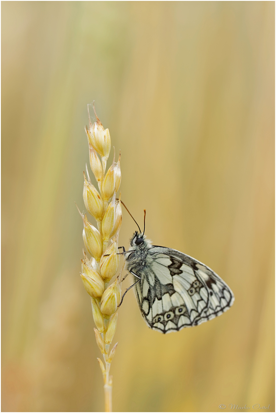 Schachbrett (Melanargia galathea)