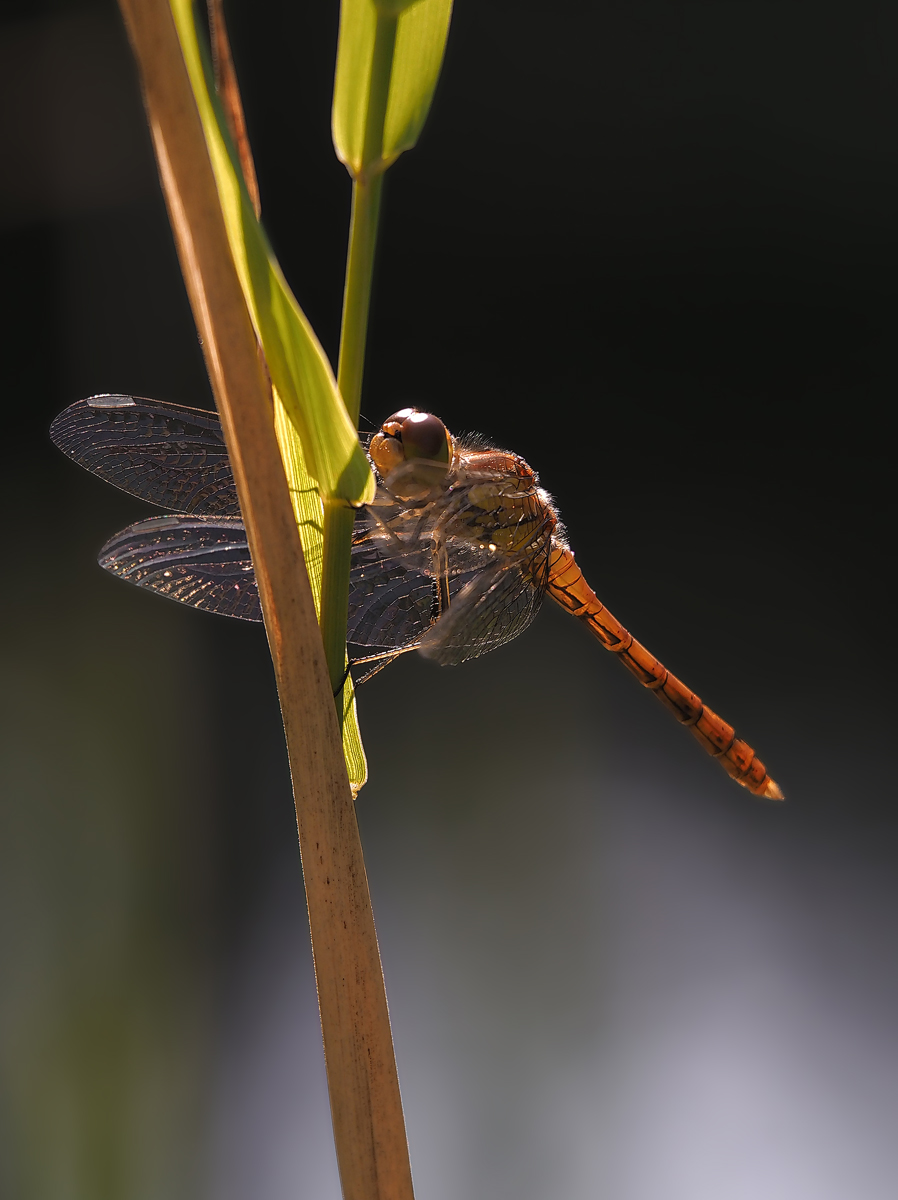 Sympetrum striolatum