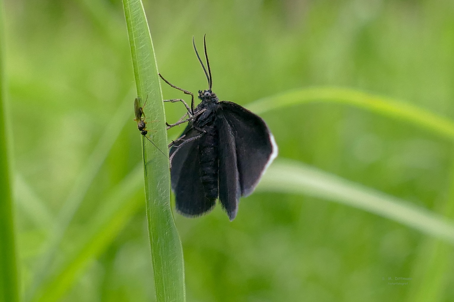 Ein Spanner in schwarz