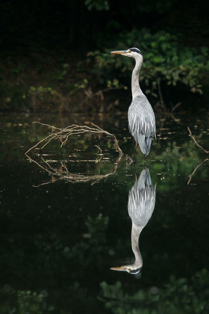 "Spiegelreiher"