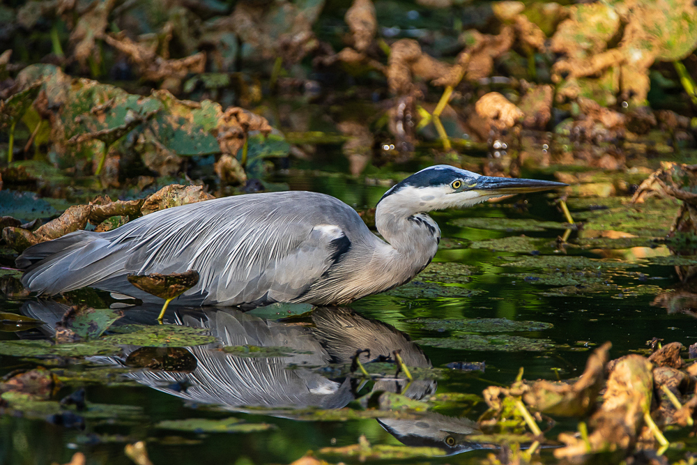 Graureiher (Ardea cinerea)