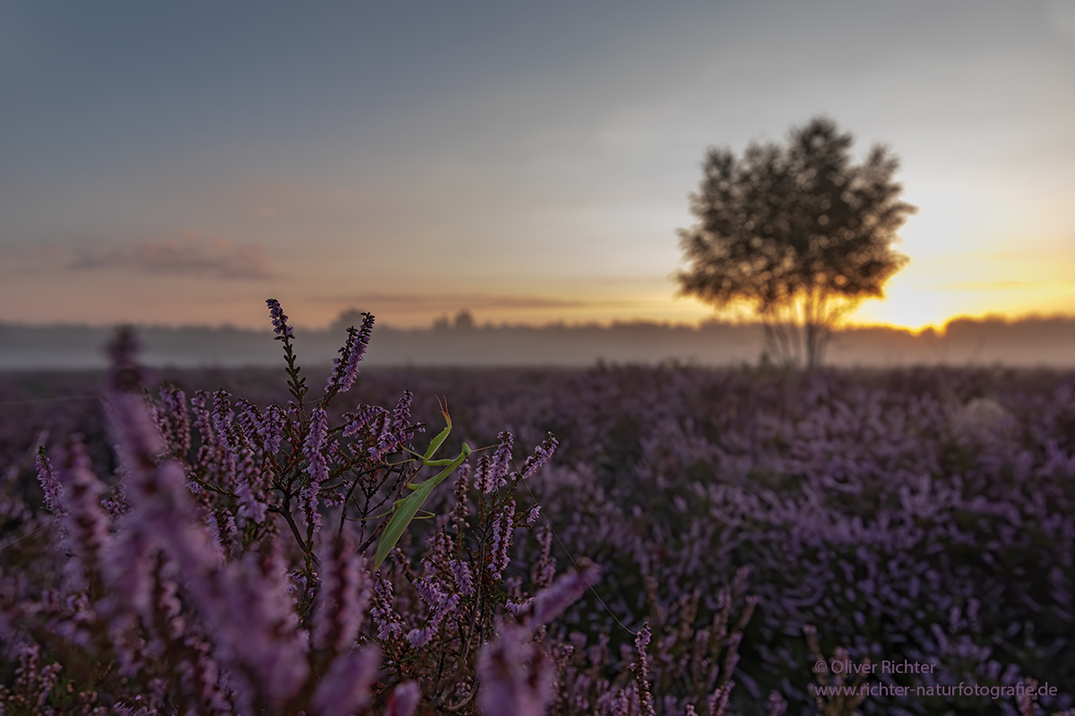 Morgens in der Heide