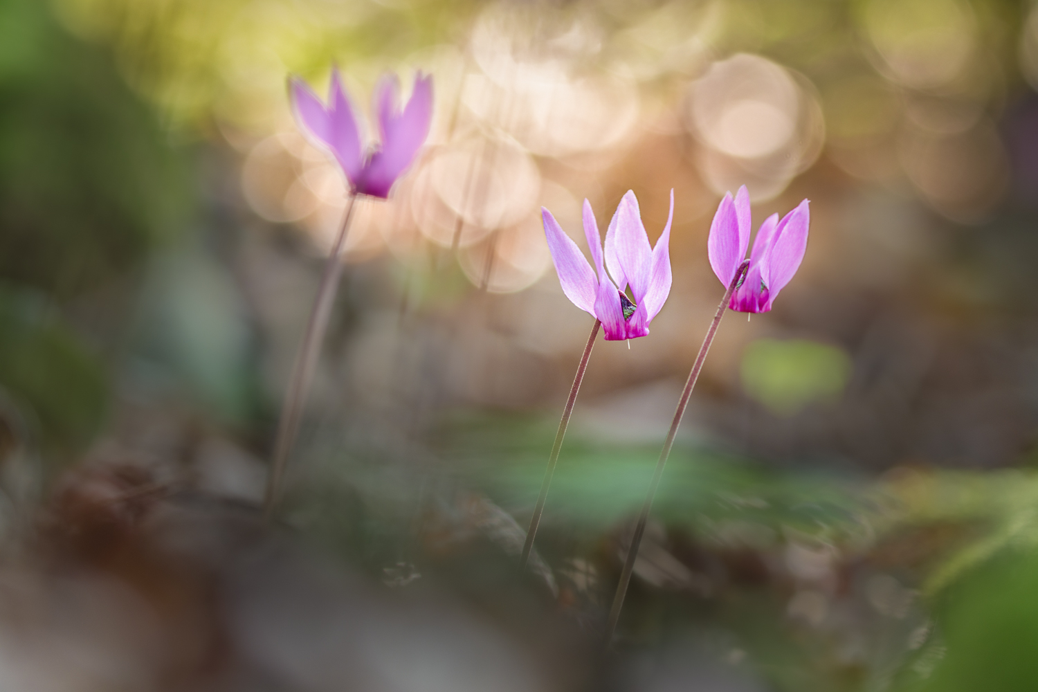 Versteckt II