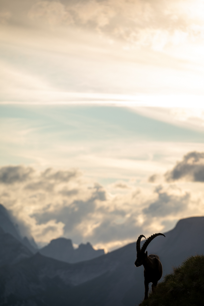 Steinbock in den Wolken