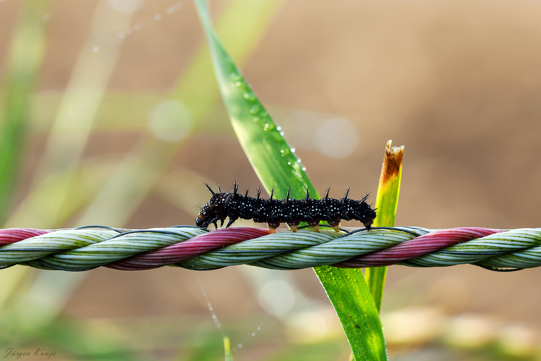 Der Weg zum Schmetterling