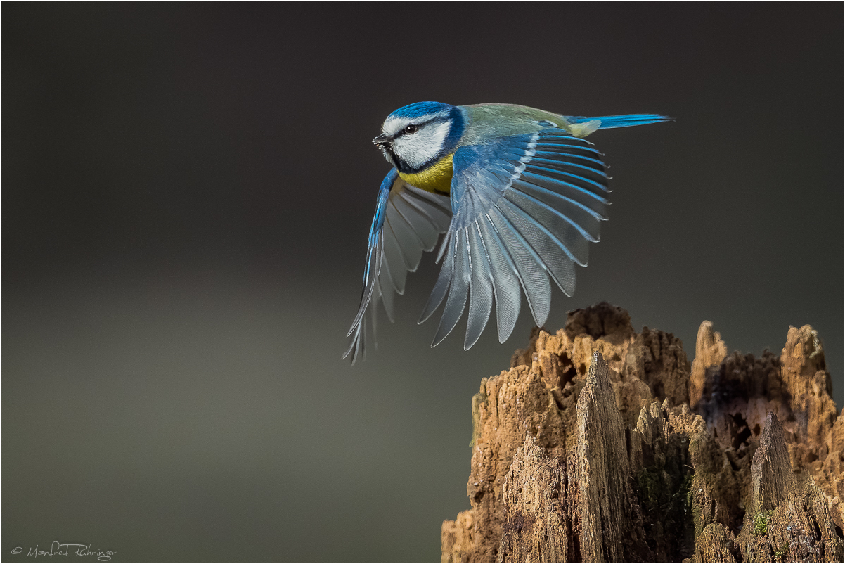 -- Blaumeise --
