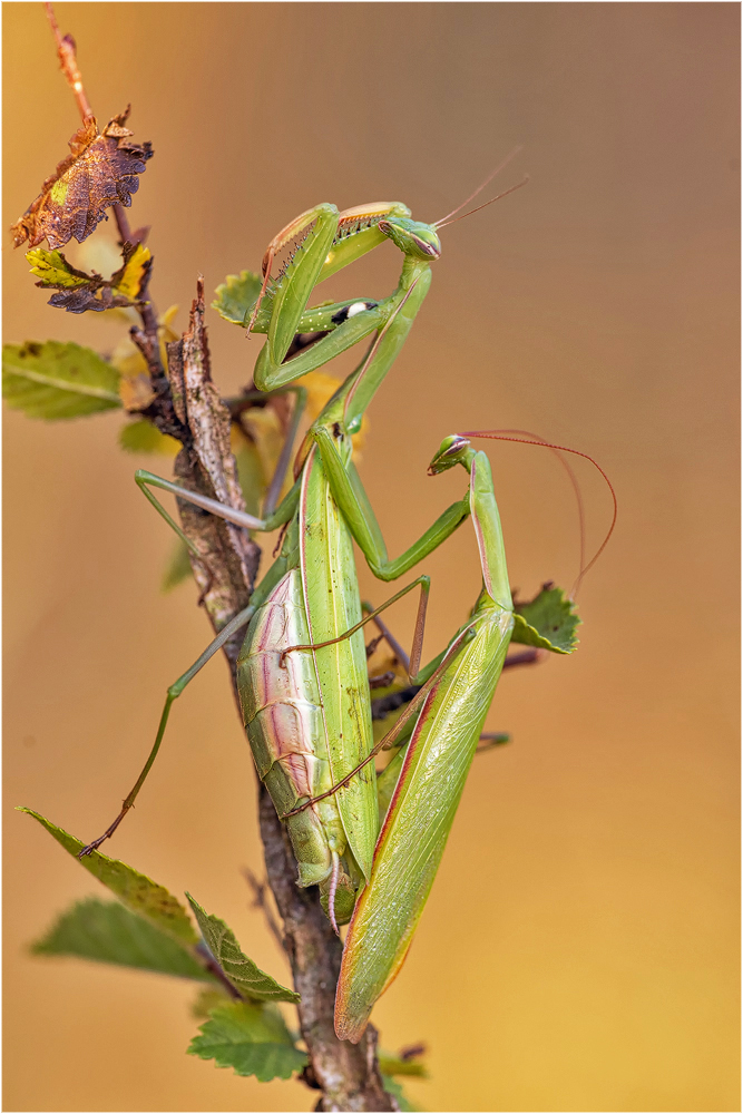 Mantis religioss