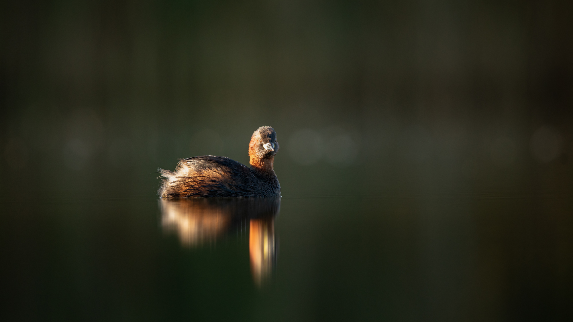 Morgenerwachen am Teich