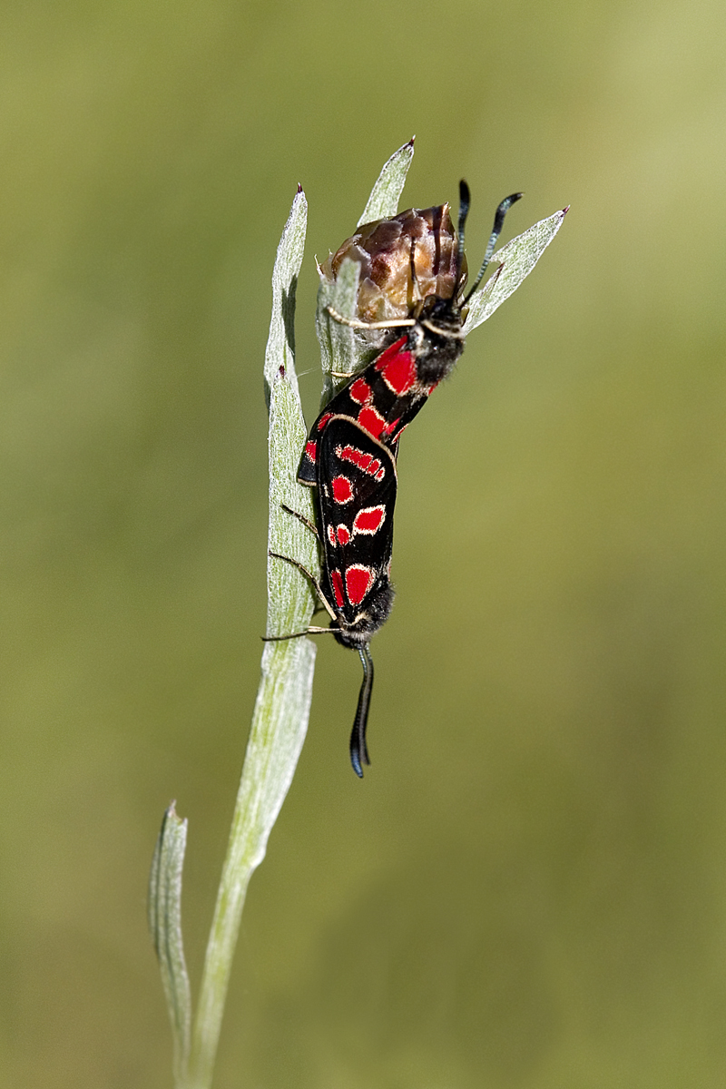 Esparsetten Widderchen