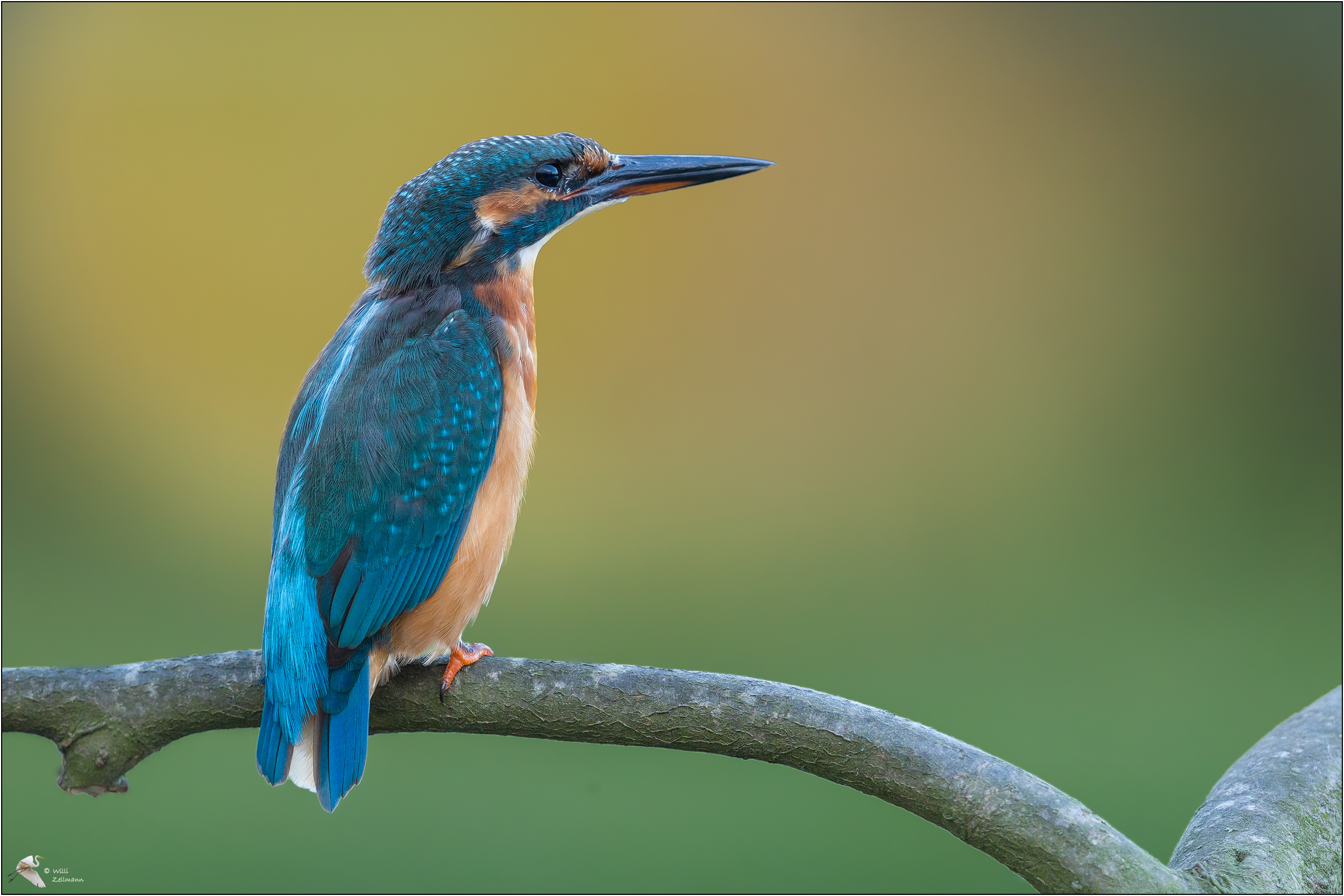 Eisvogel ...