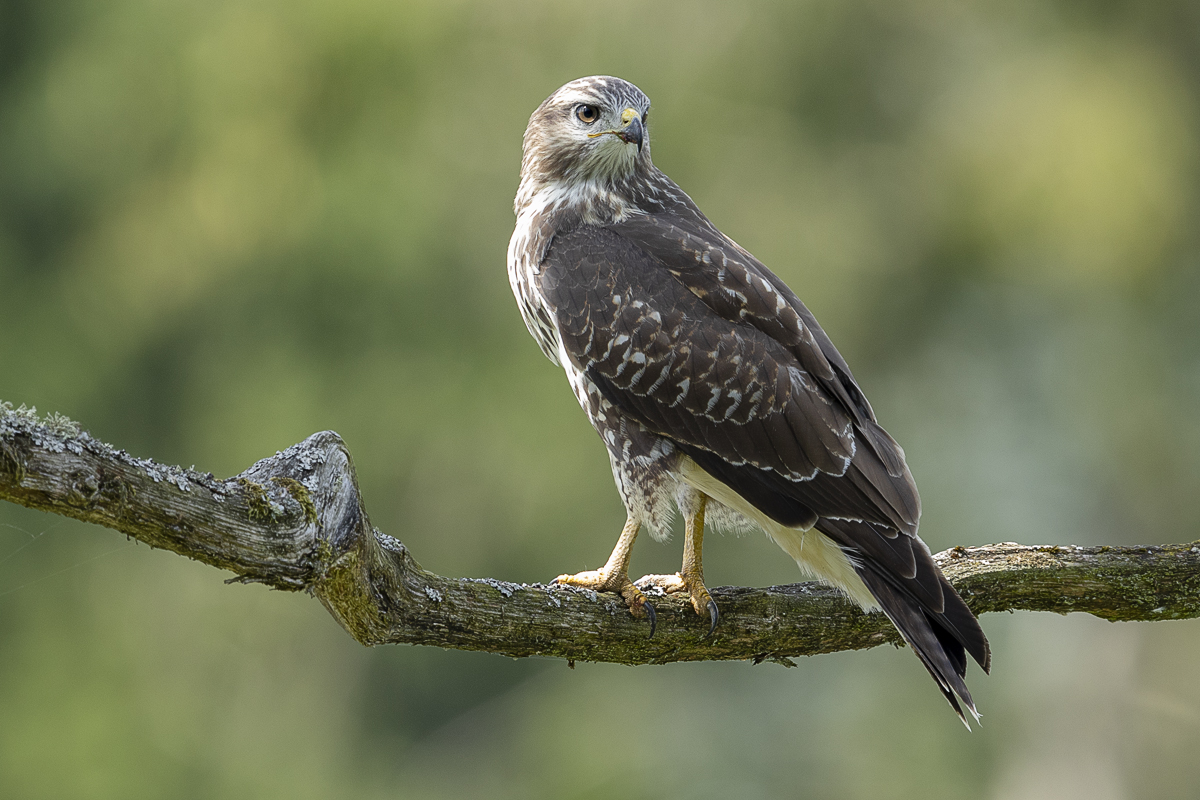 Mäusebussard juvenil