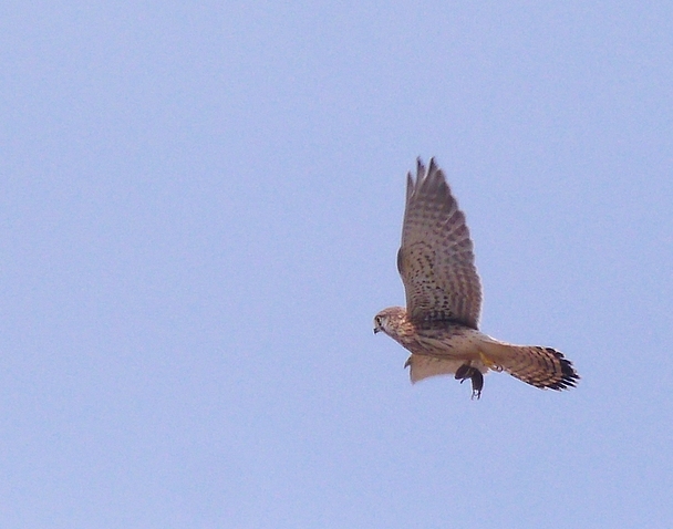 Turmfalke mit Beute