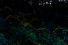 Kleine Taschenlampen im nächtlichen Wald