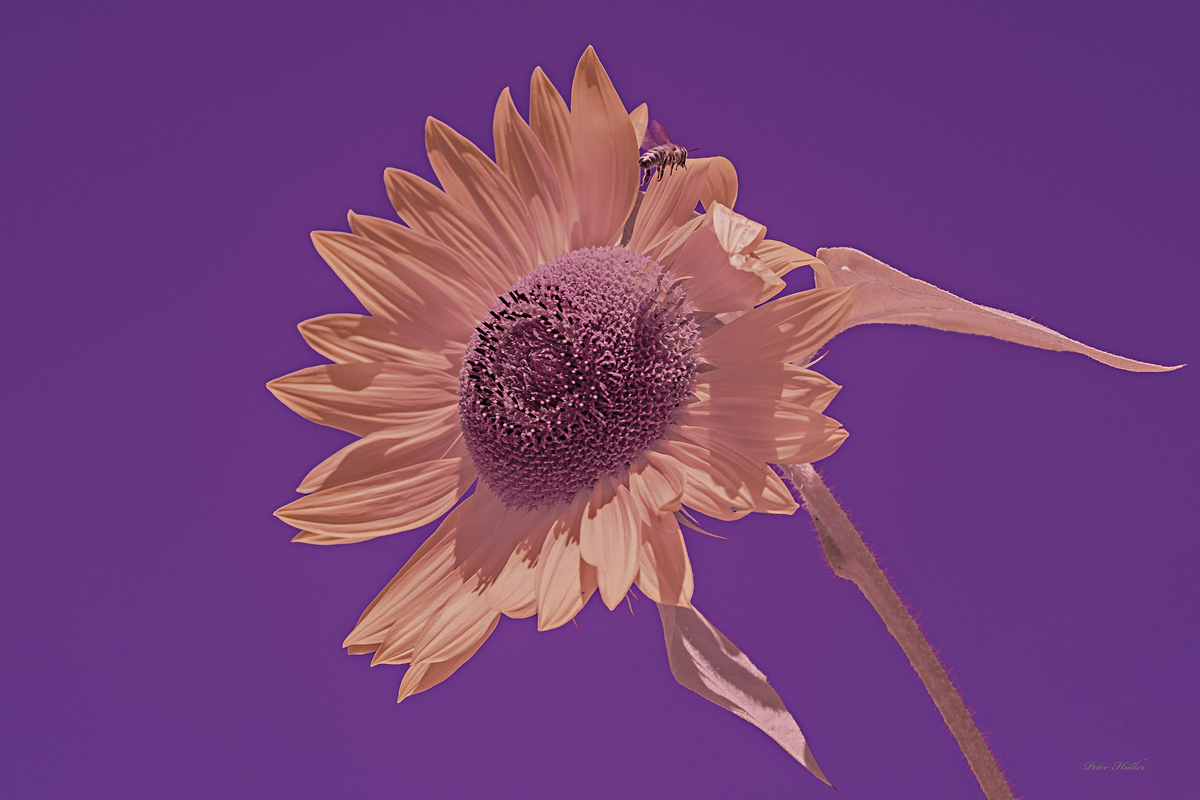 UV/IR Foto mit Sonnenblume und Biene