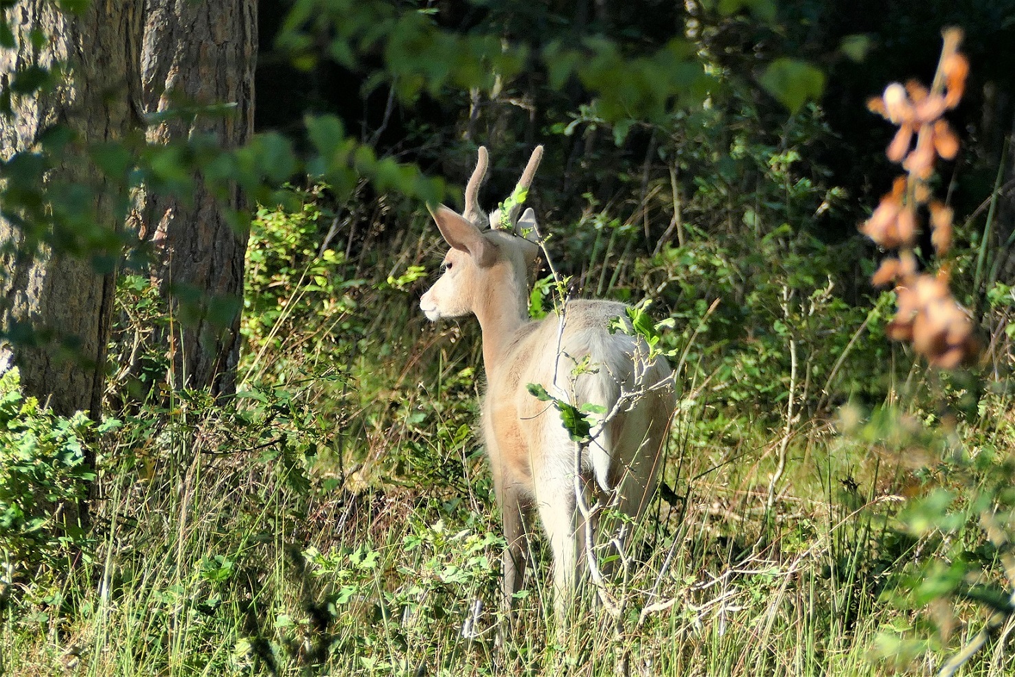 Eine Ziege im Wald