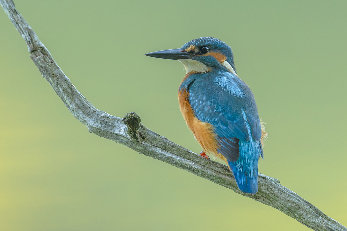 Eisvogel