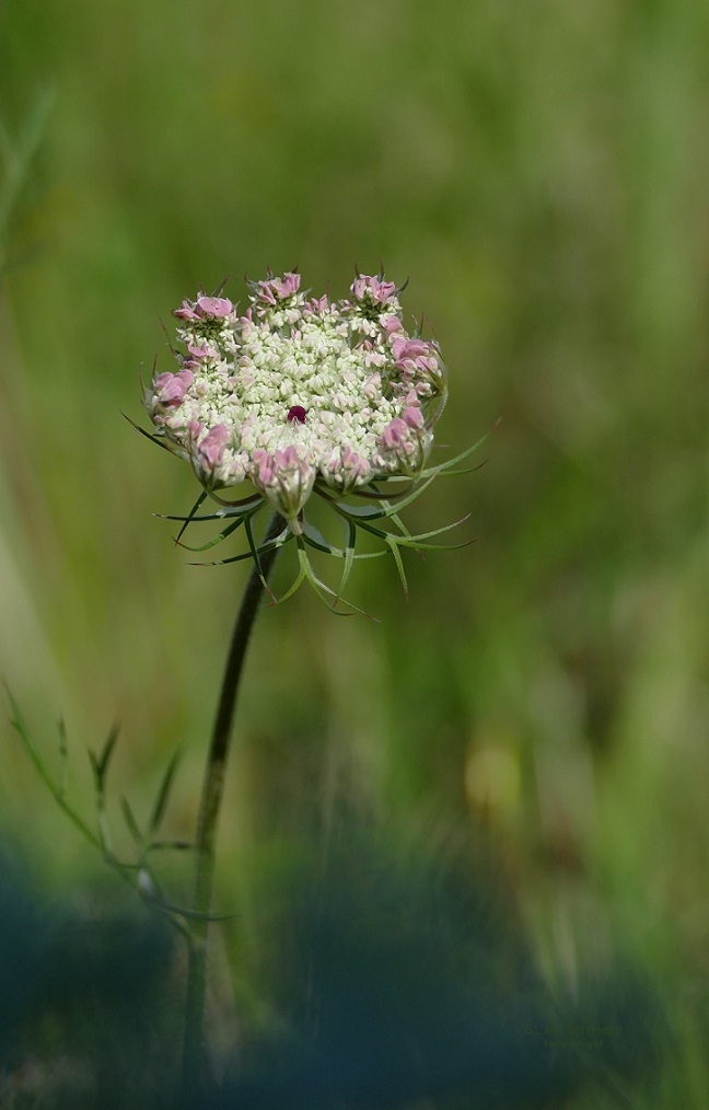 Daucus carota