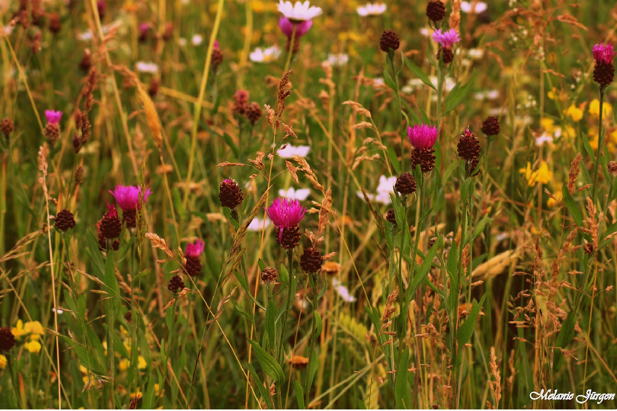 Blumenwiese