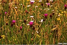 Blumenwiese