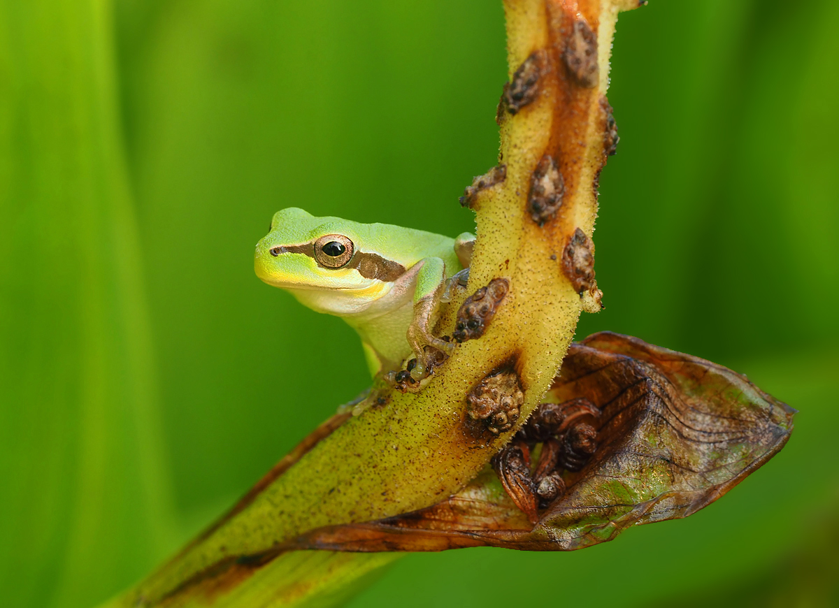 Mein erster Frosch