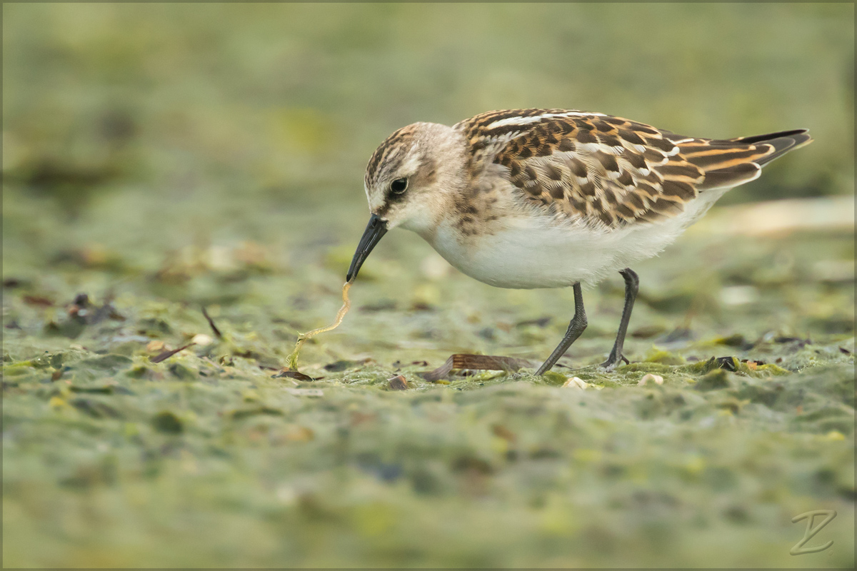 Zwergstrandläufer (Little stint)