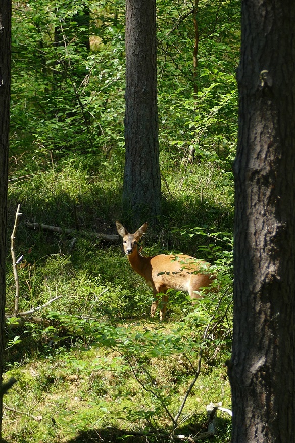 Im Dünenküstenwald