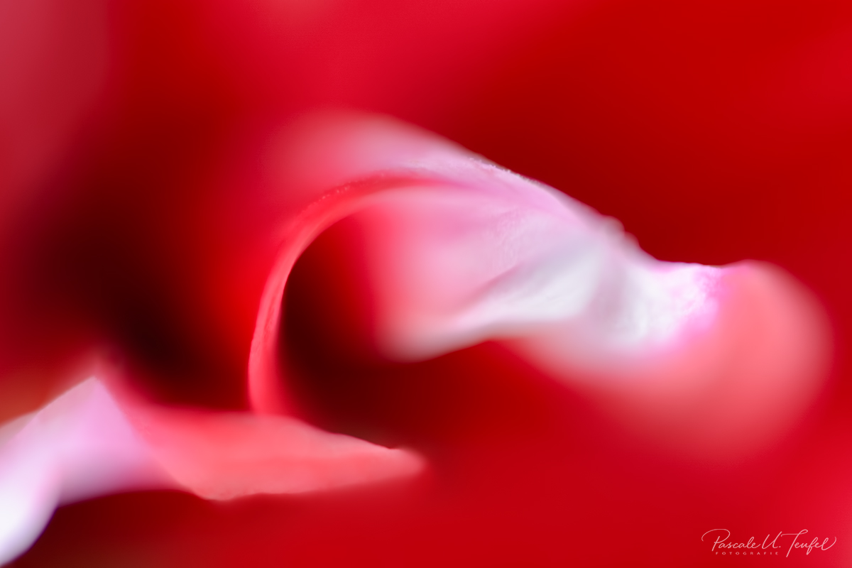 Opulentes Rot