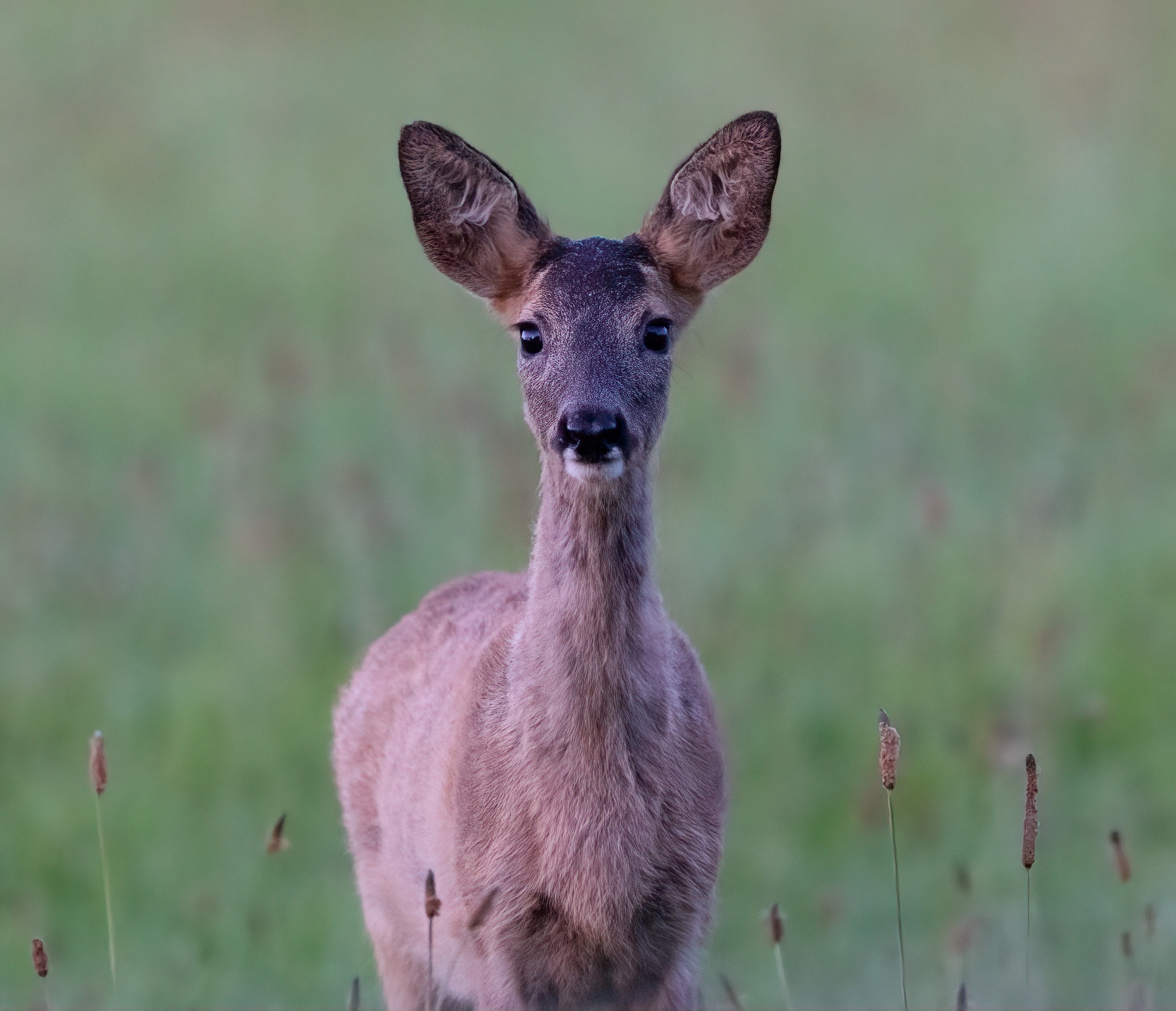 Ein aufmerksamer Blick