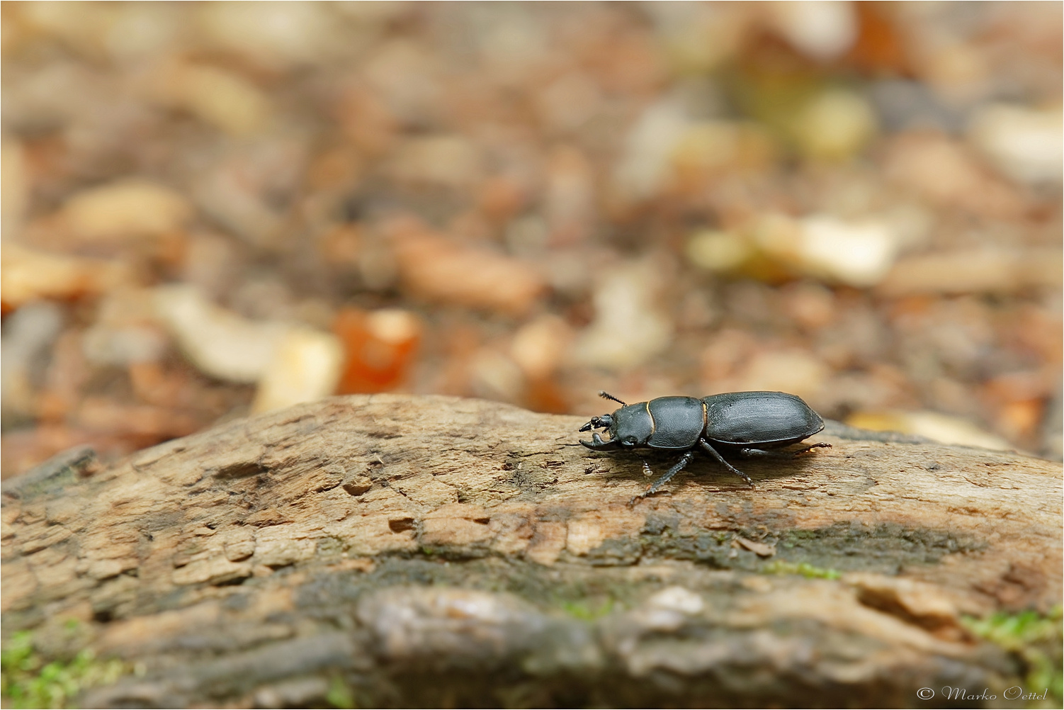 Balkenschröter (Dorcus parallelipipedus)