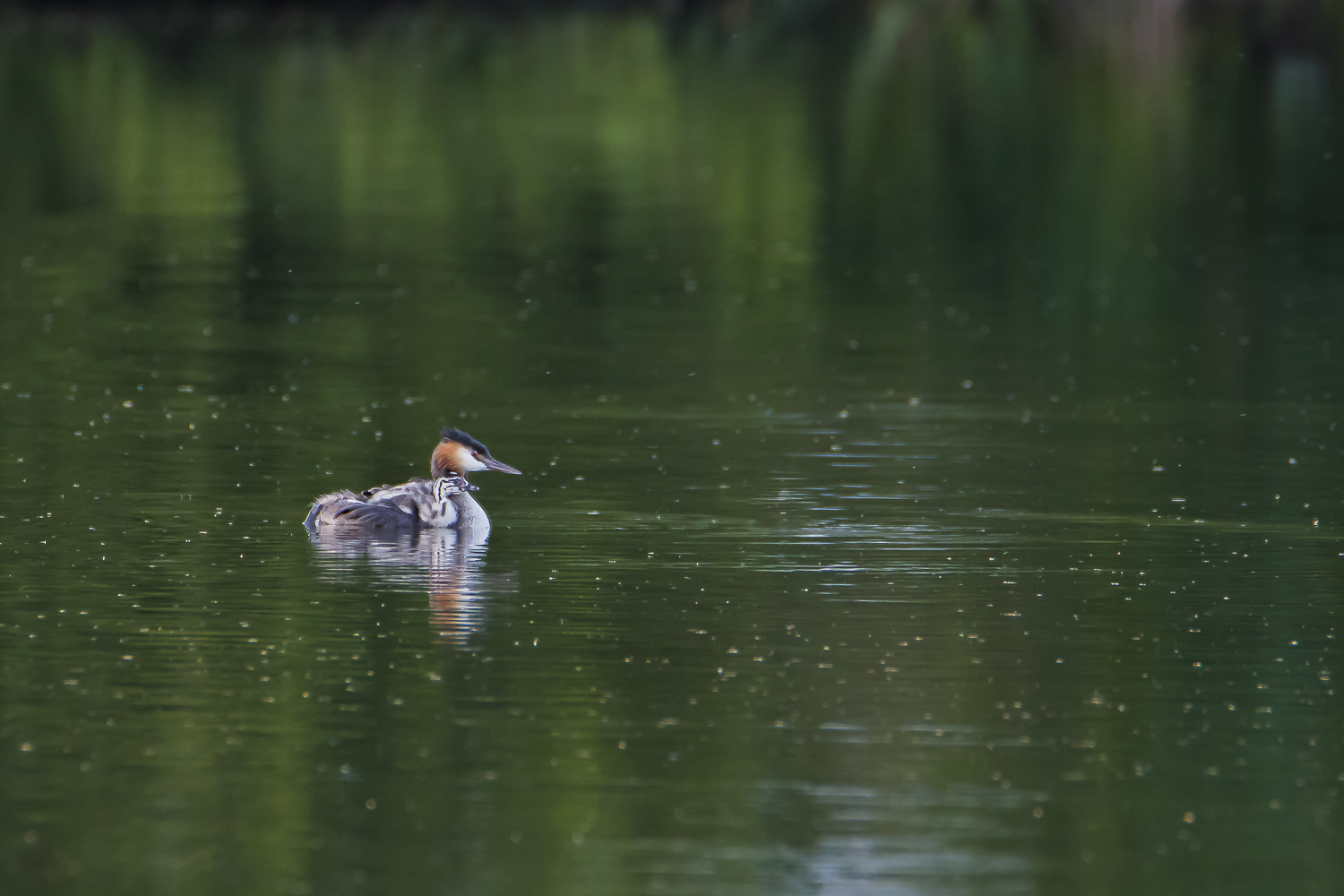 Wassertaxi