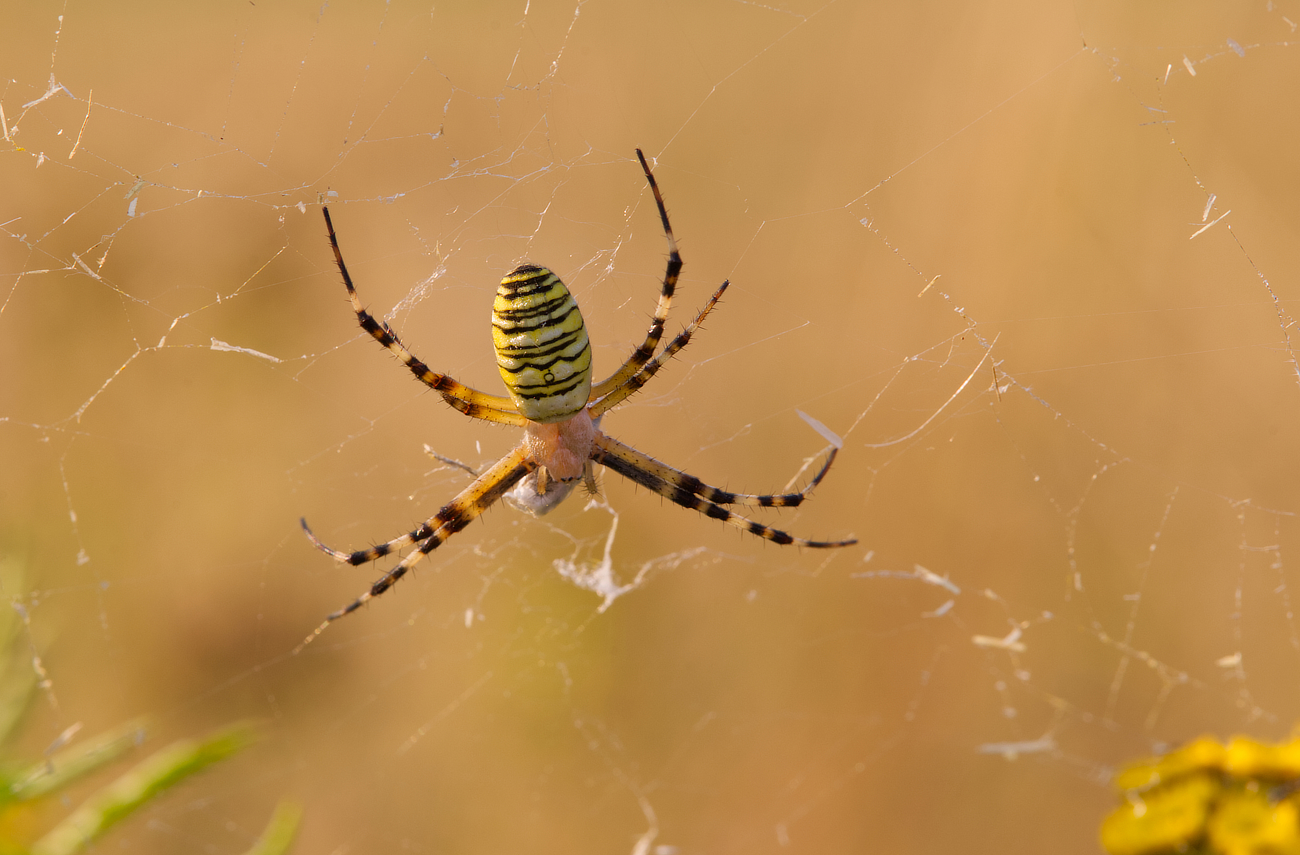 Wespenspinne (Zebraspinne)
